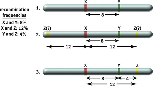 recombination frequency map example