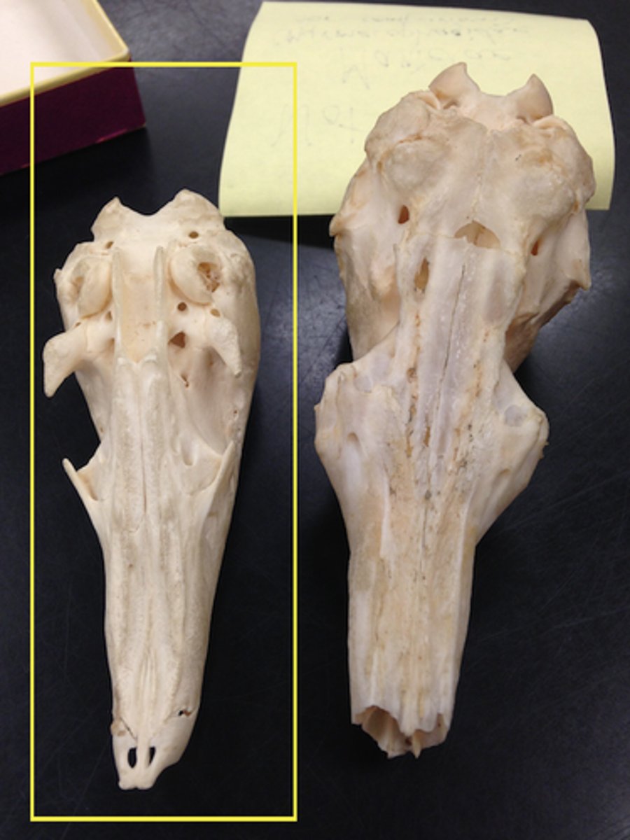 <p>What is the clade, order and family?</p>