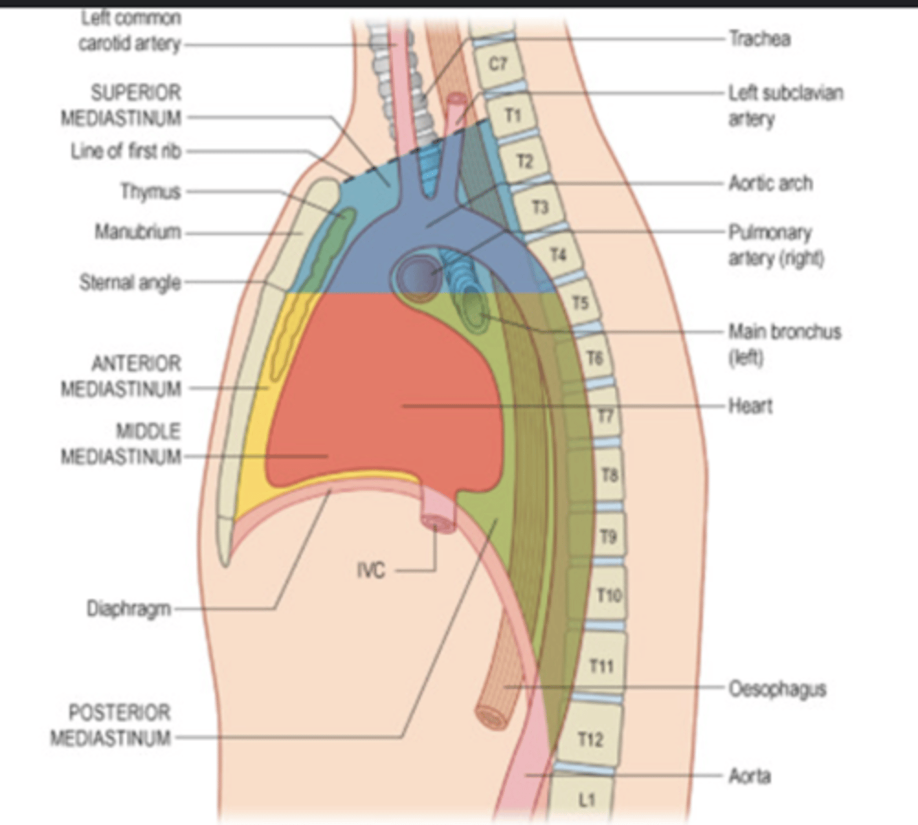 <p>. Bifurcation of the trachea</p><p>. Arch of the aorta</p><p>. Supervior Vena Cava enters RA</p><p>. Divison of superior and inferior mediastinum</p>