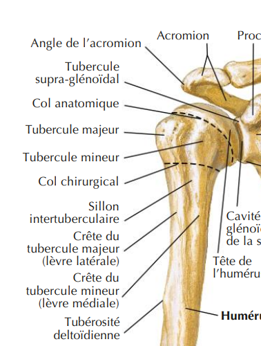 <p>col chirurgical </p><p>sillon intertuberculaire = passage du tendon biceps </p><p>tubercule majeur et mineur </p><p>tubérosité deltoidienne </p>