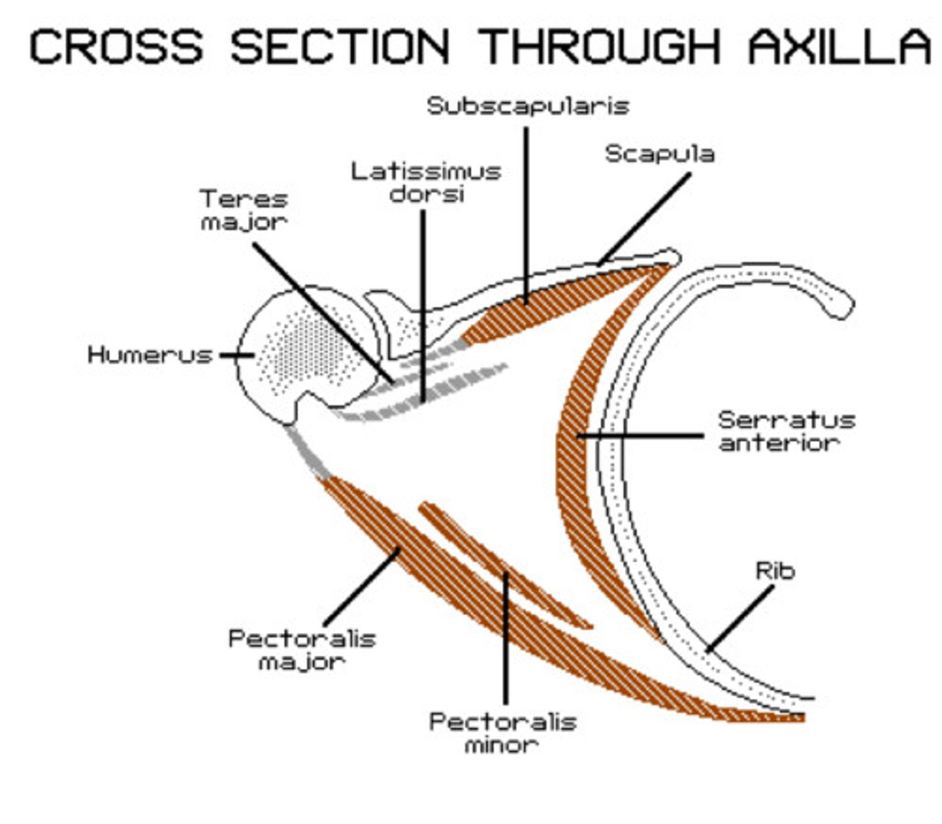 <p>Borders: Anterior: pectoralis major & Minor. Posterior: scapula, teres major, latissimus dorsi. Medial wall: serratus Anterior, ribs. Lateral wall: Humerus, Triceps.</p><p>Contents: axillary artery and vein, brachial plexus nerves, lymph nodes.</p>