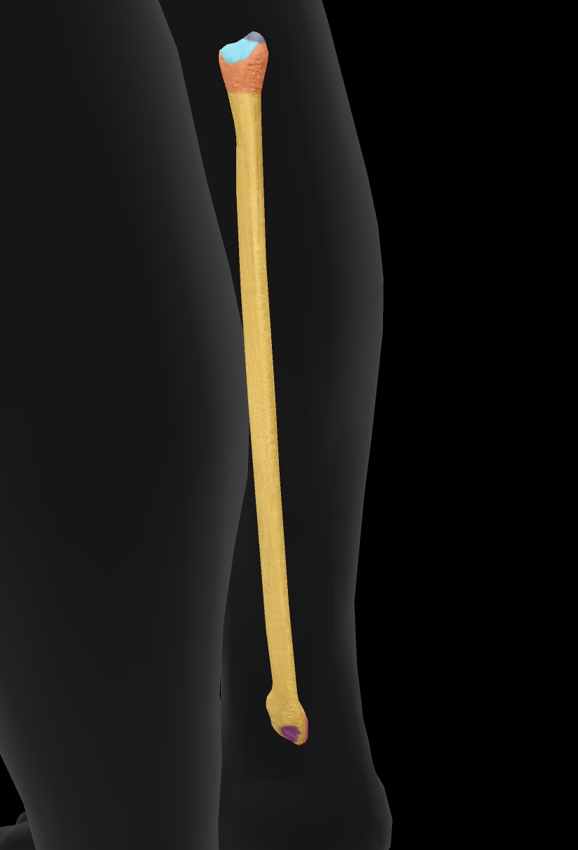 <p>A smooth surface on a bone that articulates with another bone, allowing for joint movement. </p>