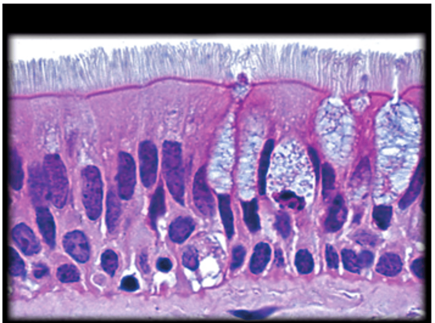 knowt flashcard image