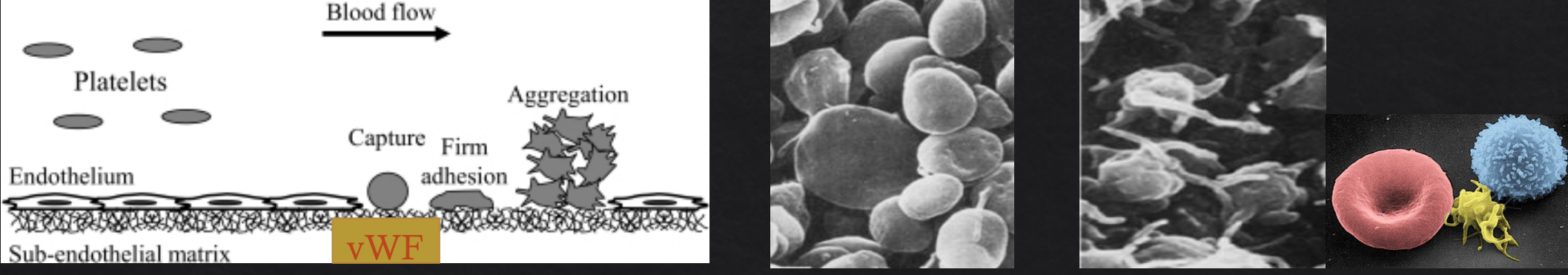 <p>With damaged vessel → help platelets stick to vessel and each other → aggregation</p>