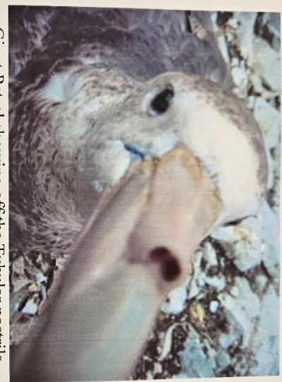 <p>nostrils that are in the ends of short prolongations of the base of the upper mandible</p>