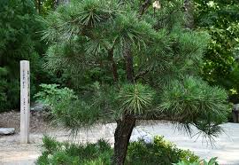 <p>Japanese Black Pine</p>