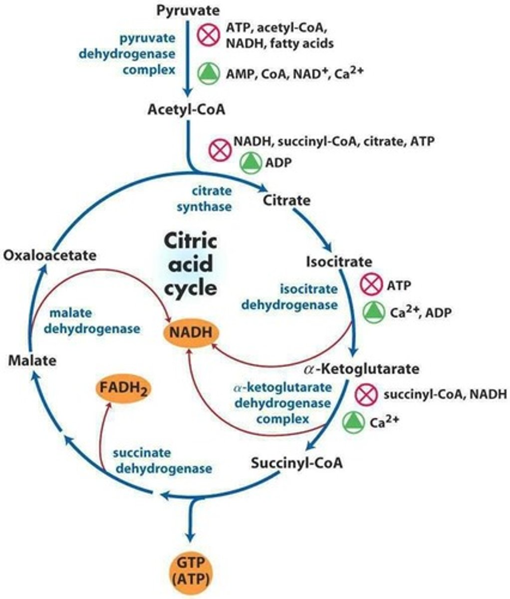 <p>(1) Citrate synthase - ADP</p><p>(2) Isocitrate dehydrogenase - ADP and Ca2+</p><p>(3) Alpha-ketoglutarate dehydrogenase - Ca2+</p>