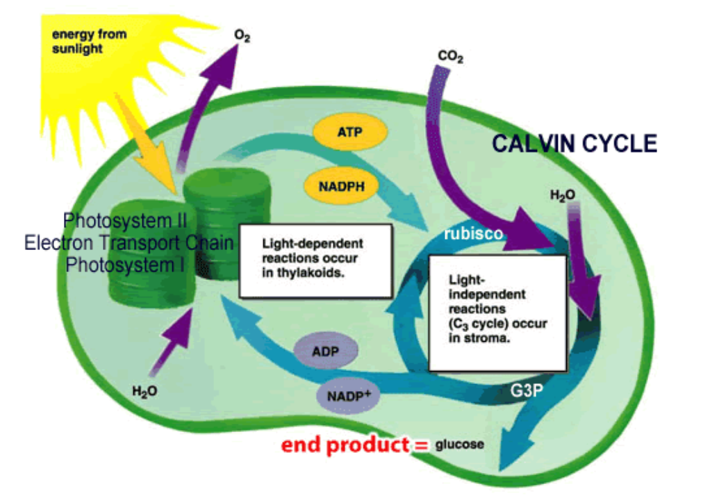 <p>What is the process of Light Reactions / Photolysis? ( 5 Steps ) ( First Reaction ) </p>