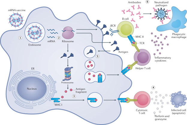 (1) Injected mRNA vaccines are endocytosed by antigen-presenting cells. (2) After escaping the endosome and entering the cytosol, mRNA is translated into protein by the ribosome. The translated antigenic protein can stimulate the immune system in several ways. (3) Intracellular antigen is broken down into smaller fragments by the proteasome complex, and the fragments are displayed on the cell surface to cytotoxic T cells by major histocompatibility complex (MHC) class I proteins. (4) Activated cytotoxic T cells kill infected cells by secreting cytolytic molecules, such as perforin and granzyme. (5) Additionally, secreted antigens can be taken up by cells, degraded inside endosomes and presented on the cell surface to helper T cells by MHC class II proteins. (6) Helper T cells facilitate the clearance of circulating pathogens by stimulating B cells to produce neutralizing antibodies, and by activating phagocytes, such as macrophages, through inflammatory cytokines. BCR, B cell receptor; ER, endoplasmic reticulum; TCR, T cell receptor.