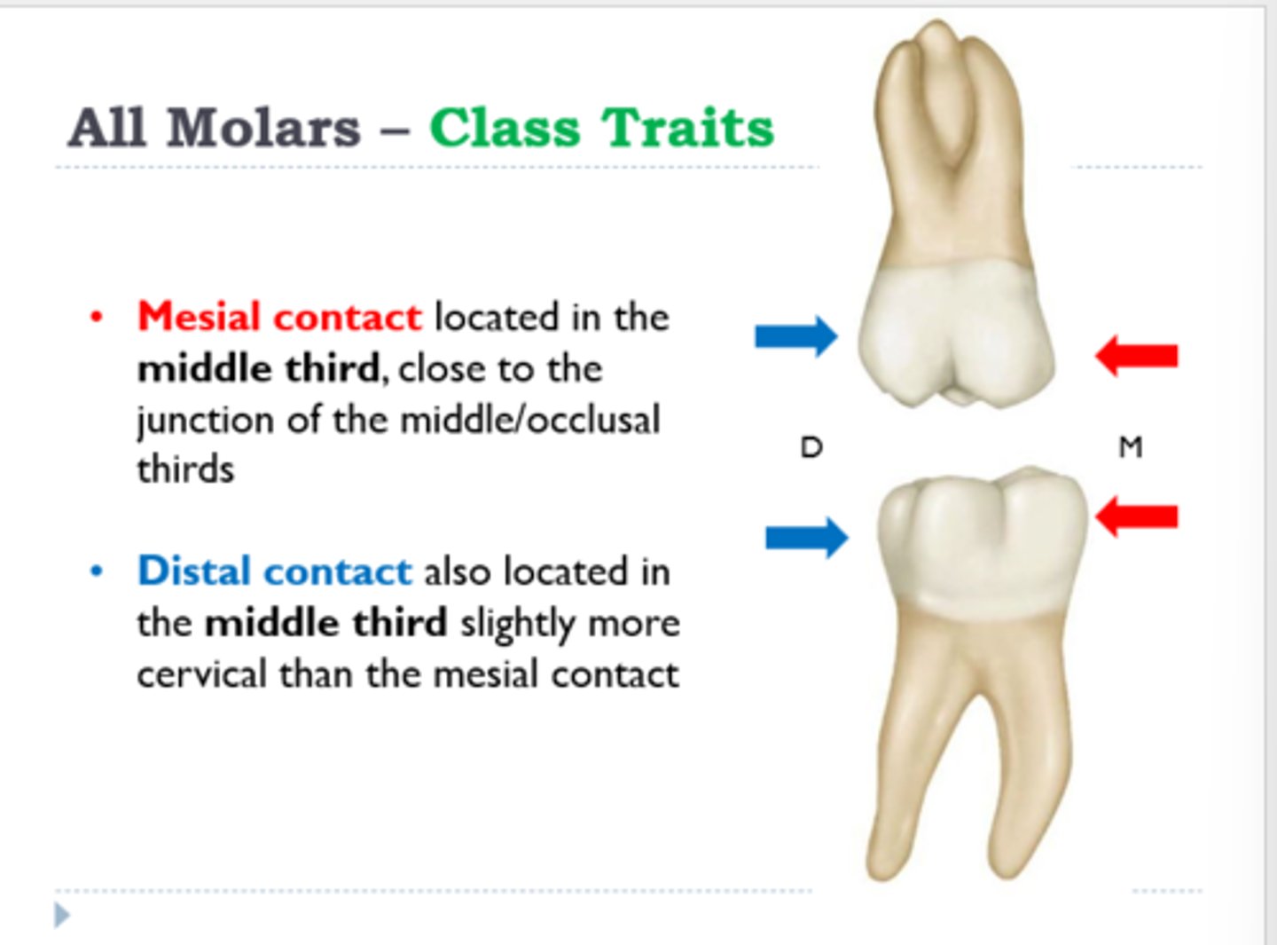 <p>middle third</p>