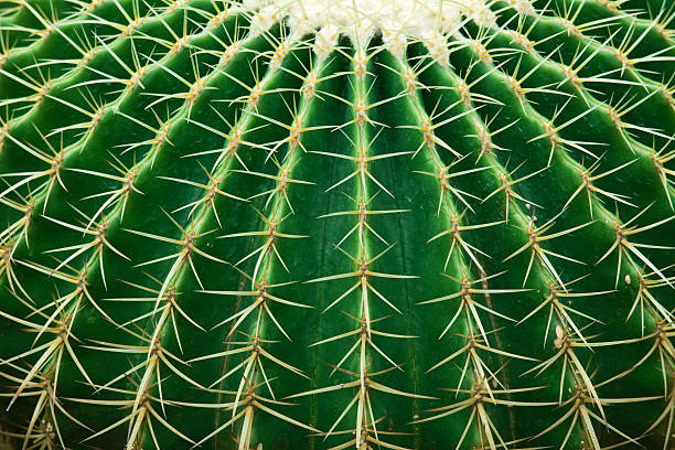 <p>(adj) (a surface) which has a lot of prickles</p>