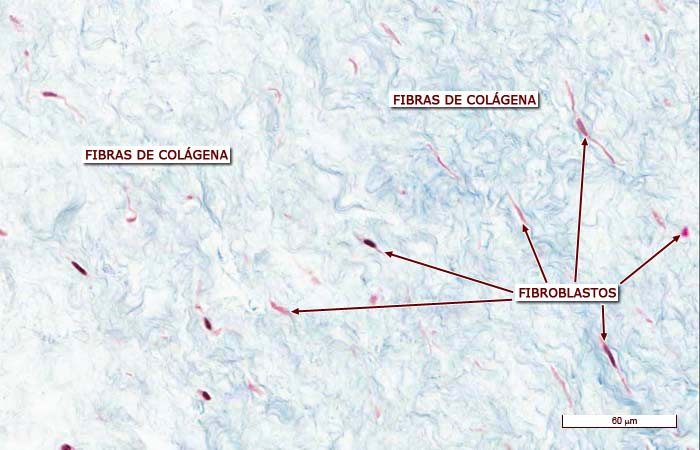 <p>TC Embrionario <u>MUCOSO</u></p><ul><li><p><em>(cordón umbilical→gelatina de warthon)</em></p></li></ul><p></p><p><strong>Fibras de Colágeno</strong></p><ul><li><p>Tinción especial para que se vean las fibras de colágeno</p></li></ul><p></p><p><strong>Fibroblastos</strong></p><ul><li><p>Células activas pero inmaduras</p></li><li><p>Función de producir fibras de colágeno</p></li></ul><p></p>
