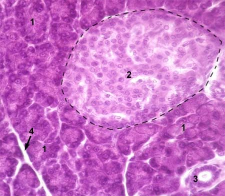 <p>2 in the diagram; endocrine cells producing insulin, glucagon, &amp; somatostatin</p>