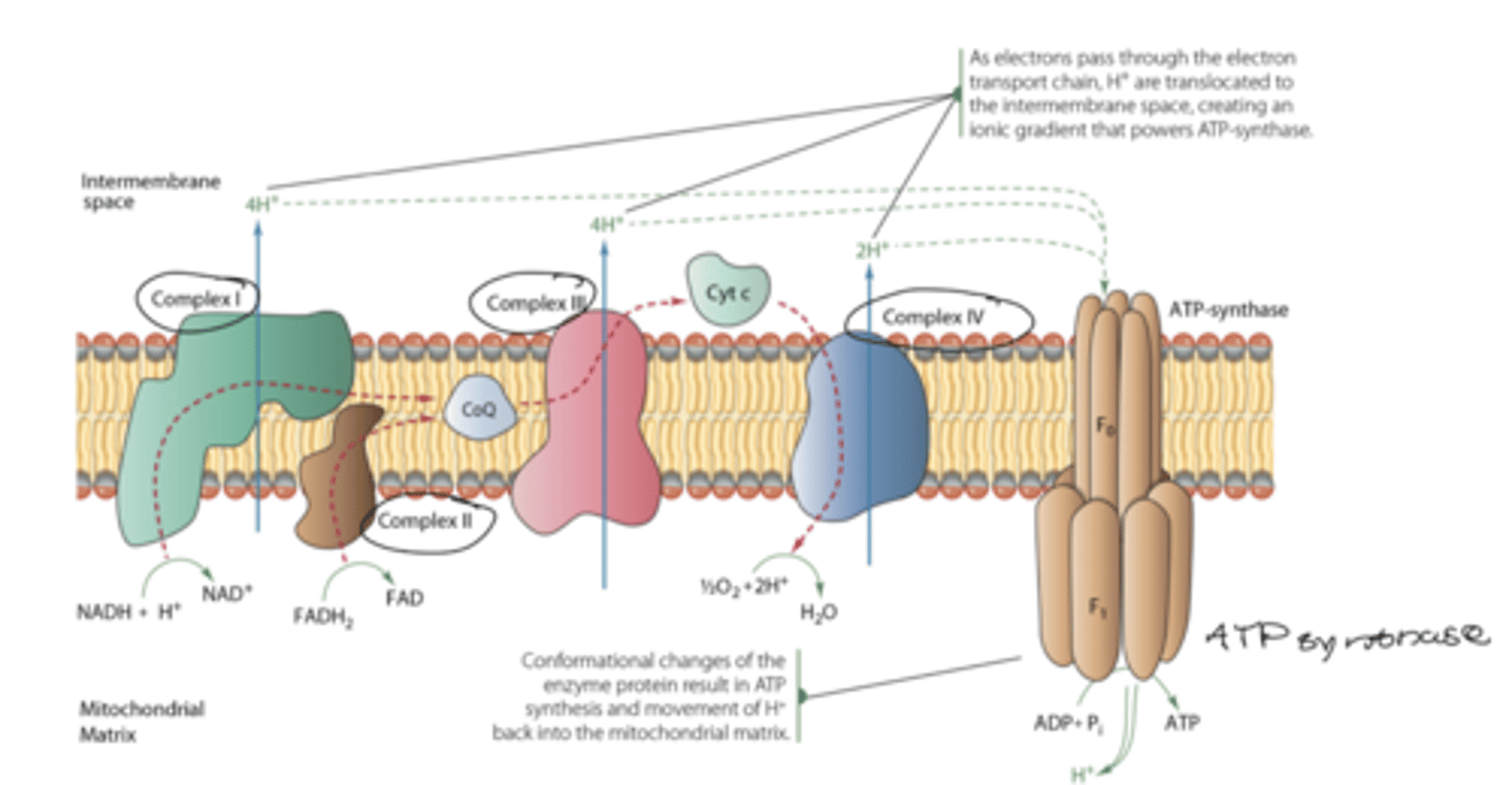 knowt flashcard image