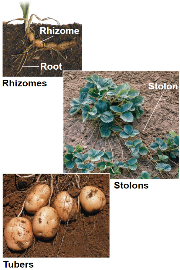 <ul><li><p>Rhizome: horizontal shoot below the surface</p></li><li><p>Stolon: horizontal shoot above the surface, asexual reproduction</p></li><li><p>Tuber: storage in the end of rhizomes or stolons</p></li></ul>