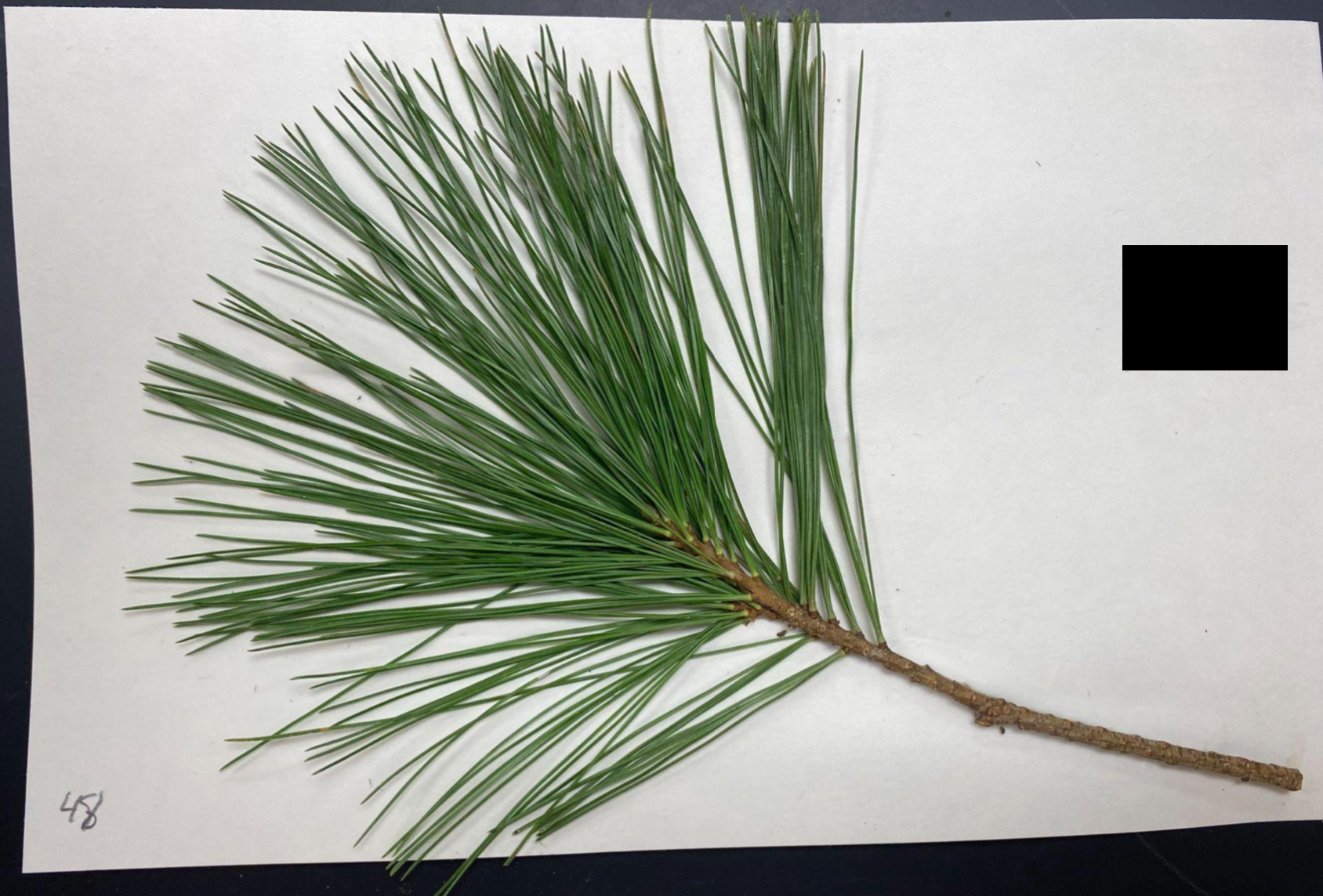 <p>Pinus strobus</p>