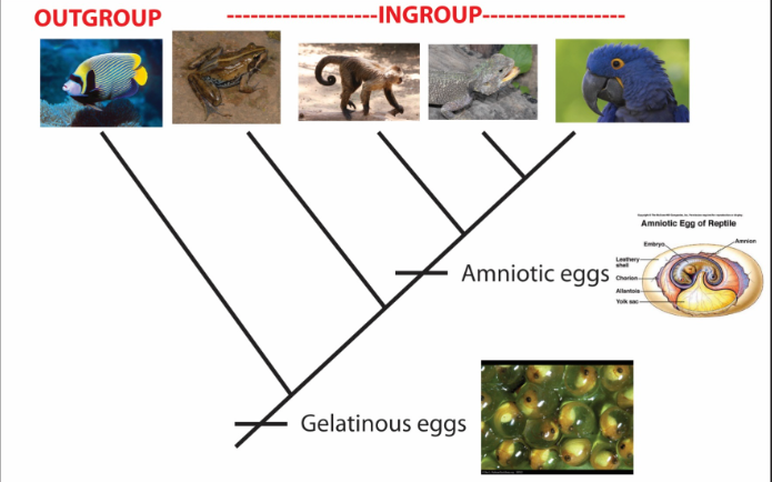 <p><span>a homologous character state that supports the monophyly of a group through common ancestry (e.g., amniotic eggs)</span></p>