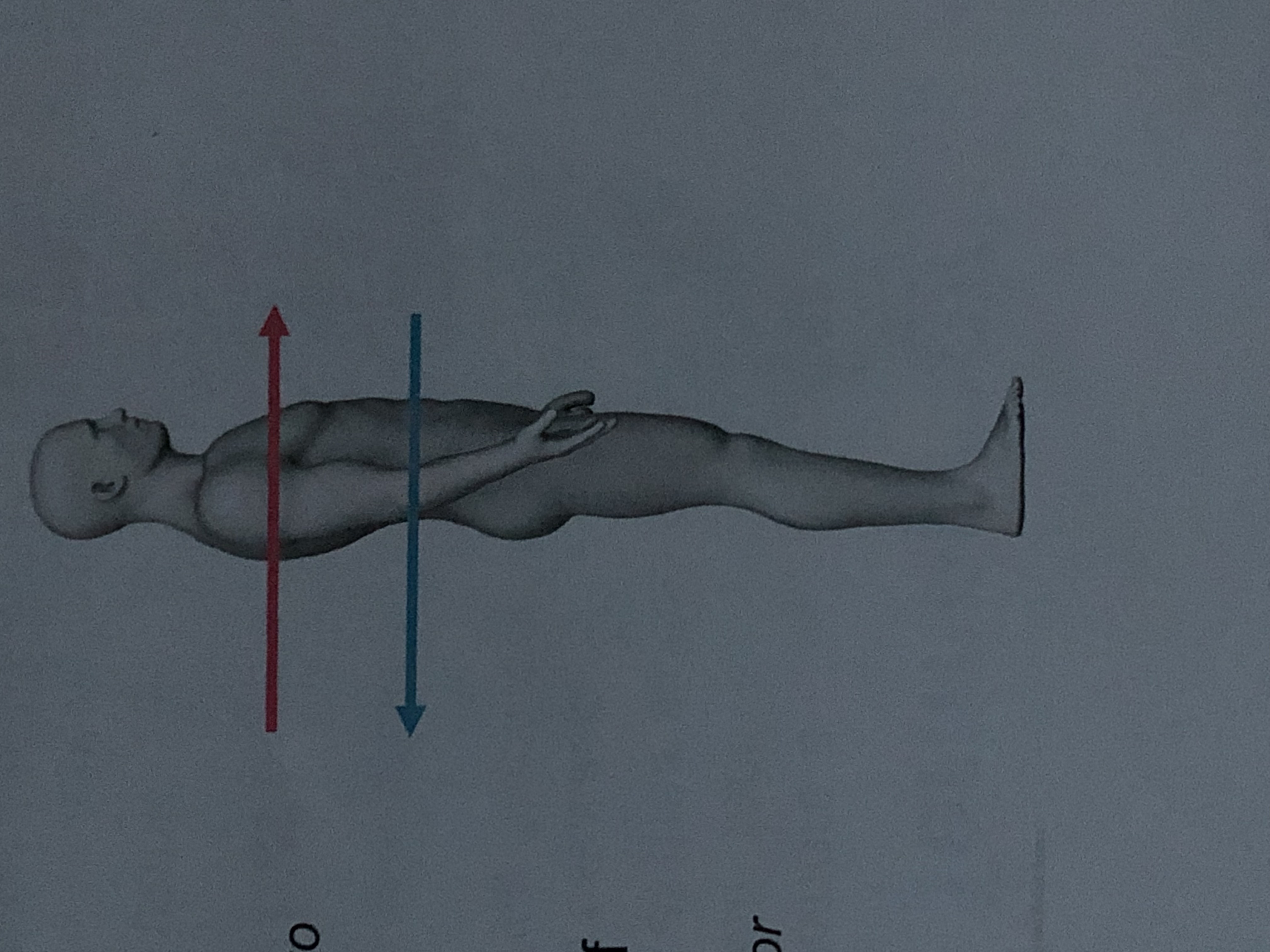 <p>Toward or at the front of the body: in front of</p><p>Ex. The chin is ______to the spine</p>