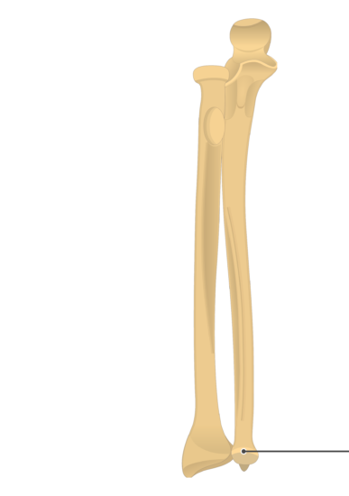 <p>ulna head</p>