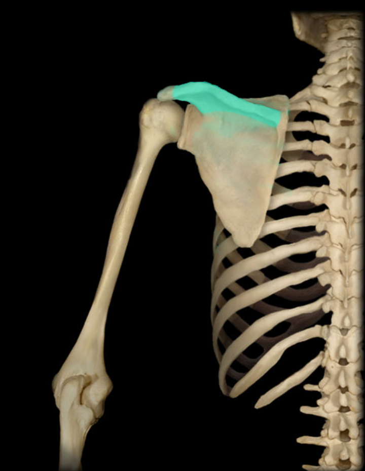 <p>Attachment for muscle</p>