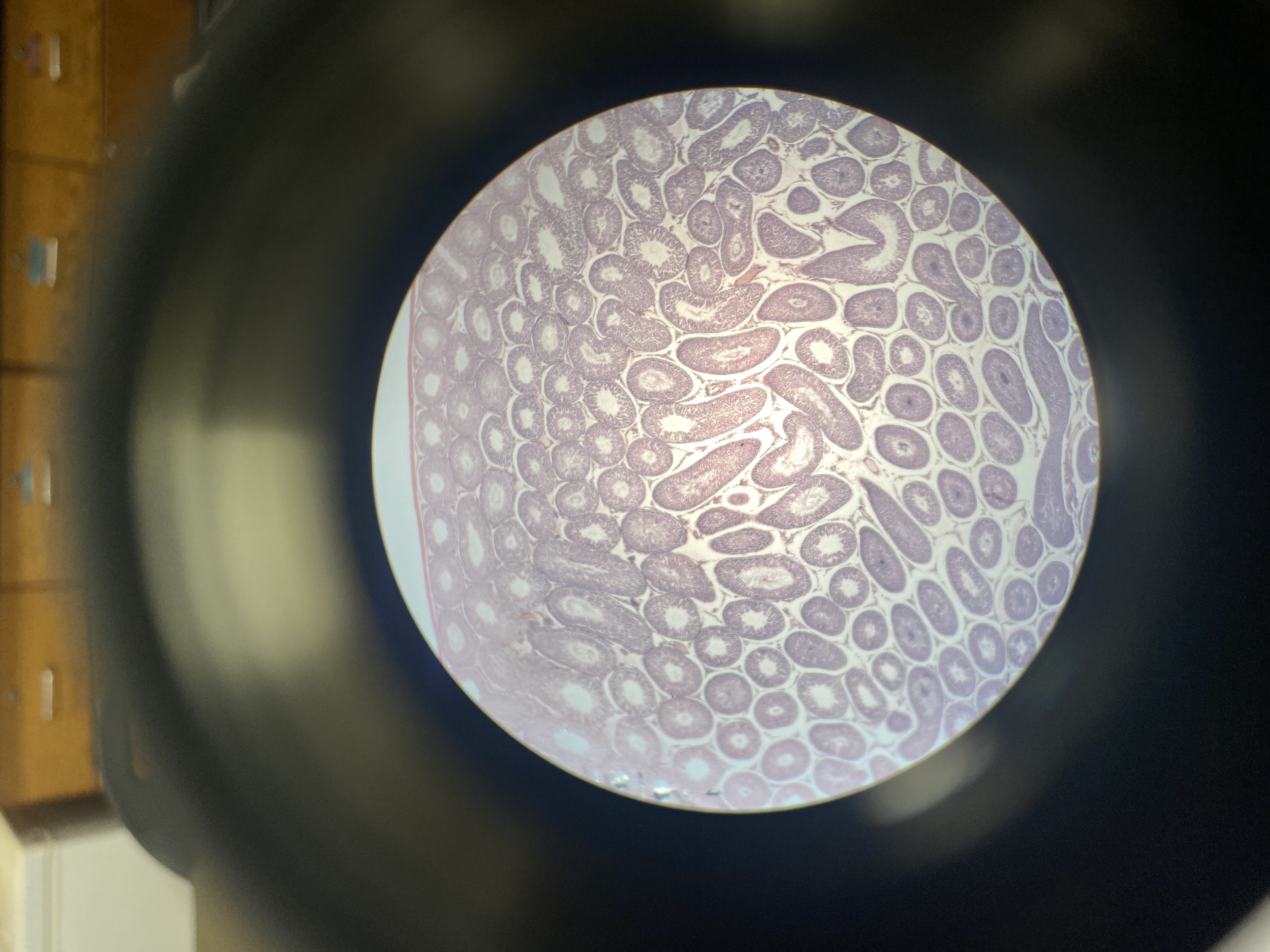 What cell is this?