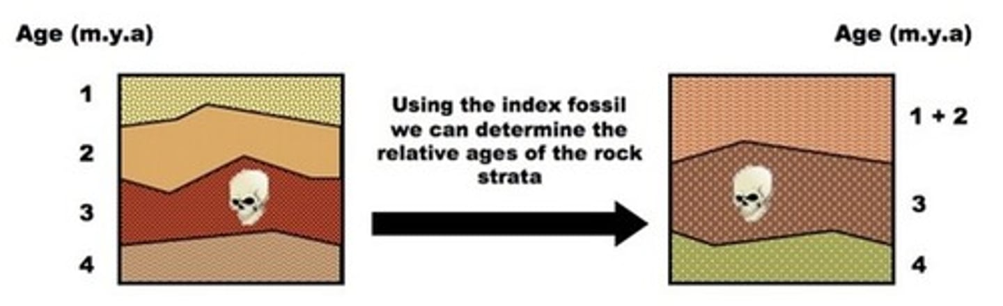 <p>a fossil that existed in a particular geologic era (one rock layer) and nowhere else; used to relatively date rock layers above and below</p>