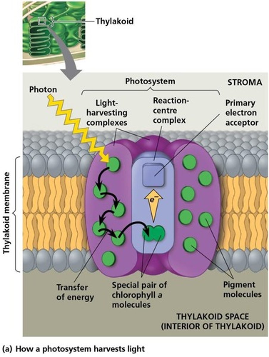 <p>They transfer the energy of photons to the reaction-center chlorophylls.</p>