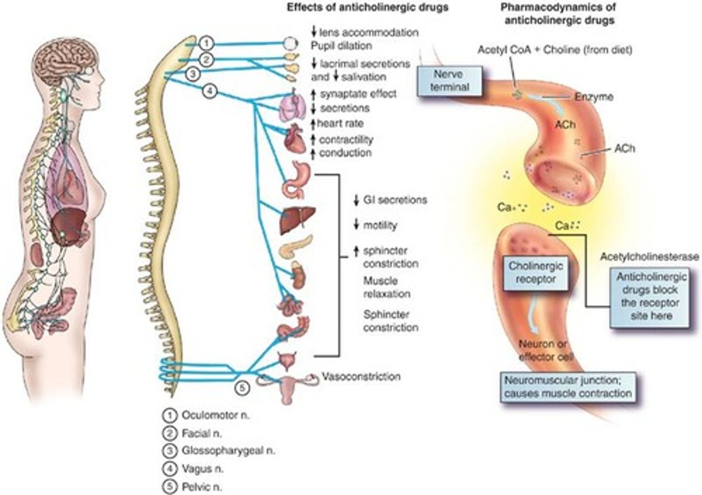 <p>The study of what the drug does to the body.</p>