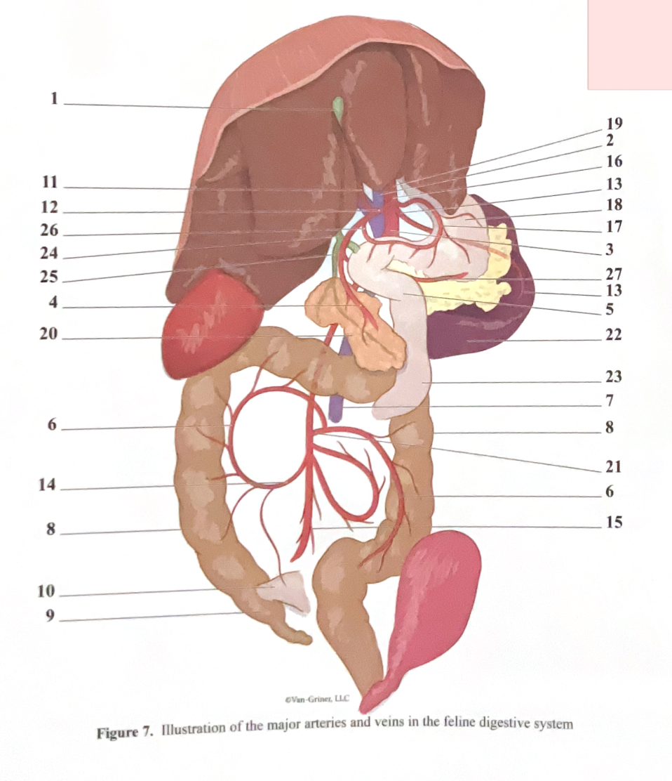 <p>superior mesenteric artery</p>
