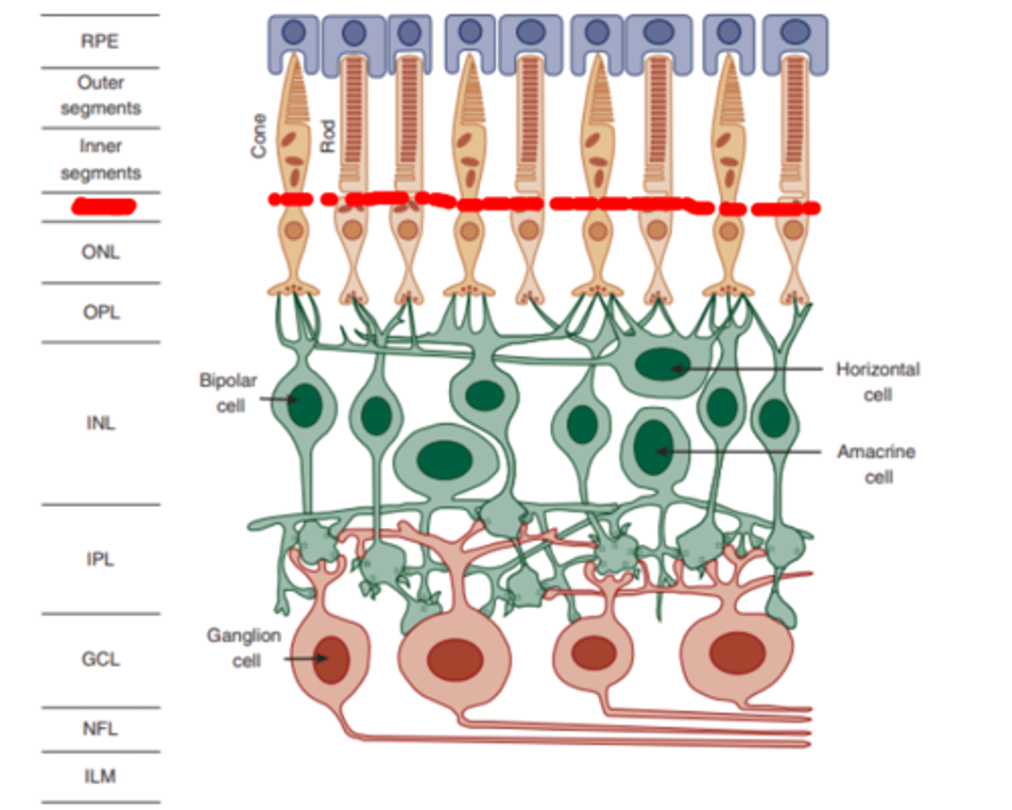 <p>layer of the retina formed by the interconnecting processes of Muller cells separating the inner segments of the photoreceptors from their nuclei.</p>