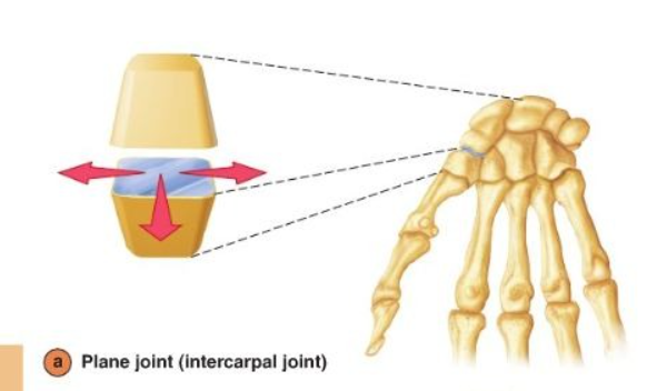 <p>Intercarpal, intertarsal, articular surfaces of vertebrae</p>