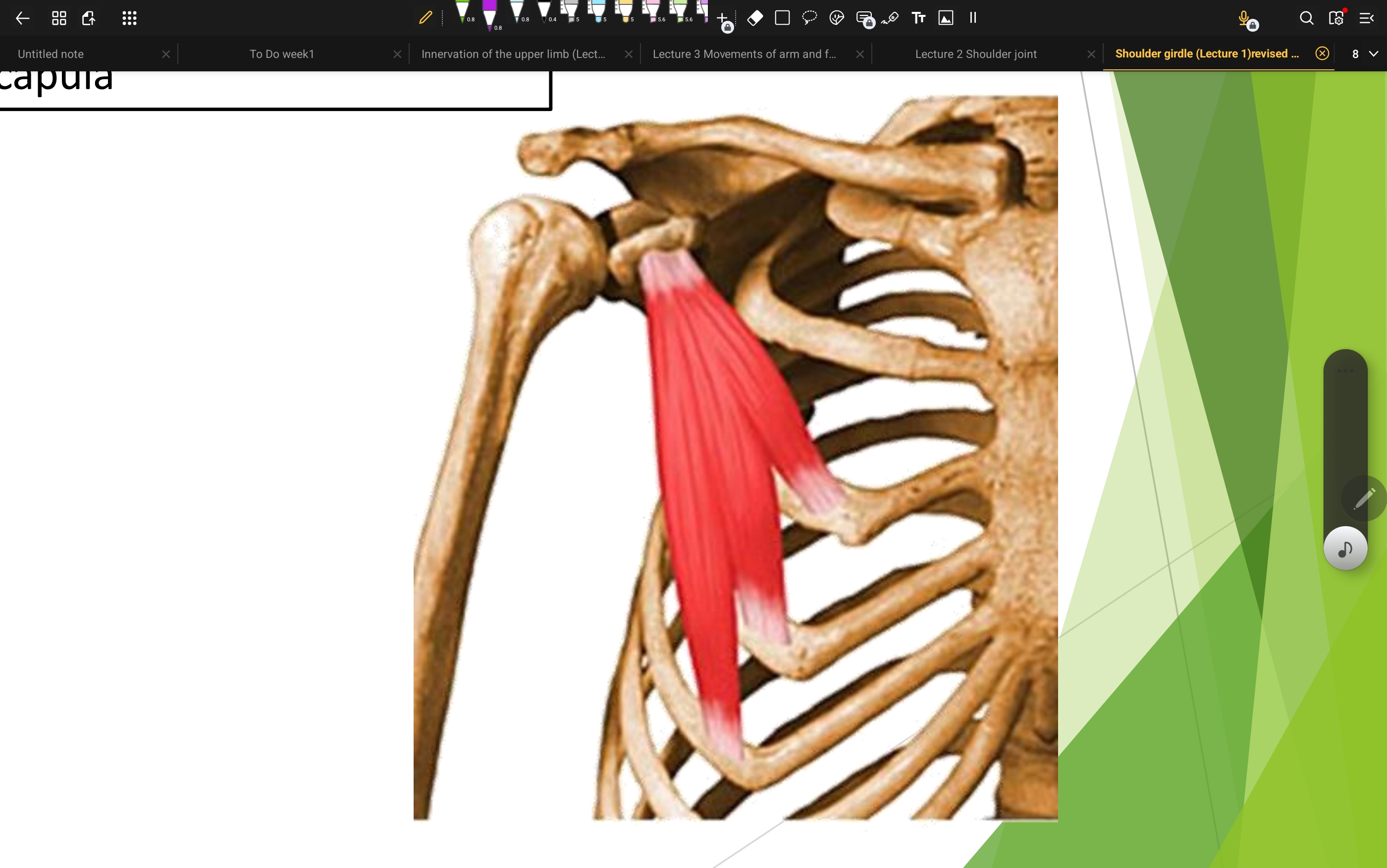 <p>From the upper ribs  </p><p>to the coracoid process </p>