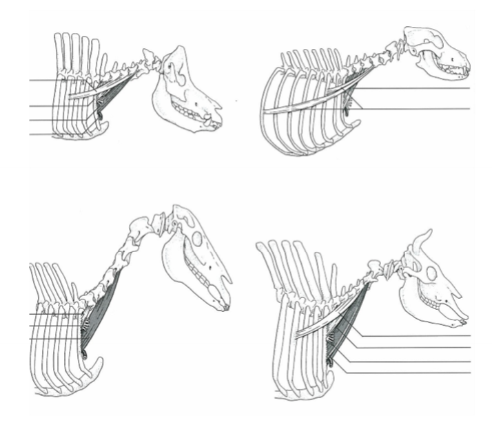 <p>Vilken muskel, O, I</p>