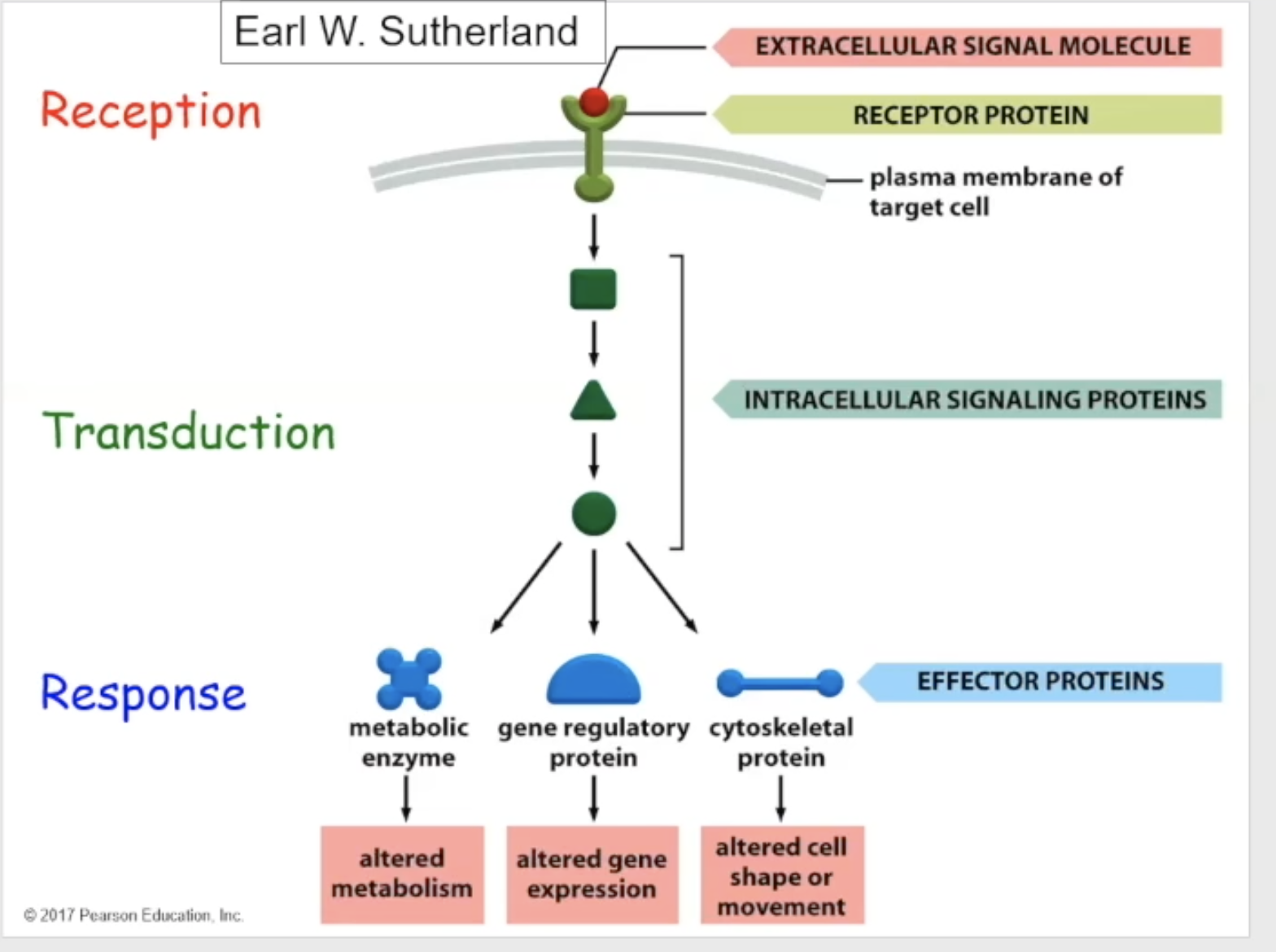 <ol><li><p>Reception- the target cell detects that the signaling molecule has bound to the receptor</p></li><li><p>transduction- signaling/relay proteins work as intermediates, activating and changing, and communicating with one another, to tell the cell that the binding has occurred</p></li><li><p>response- the final response (such as a change of enzyme, alteration of gene expression, or change in cell shape to move somewhere else)</p></li></ol><p></p>