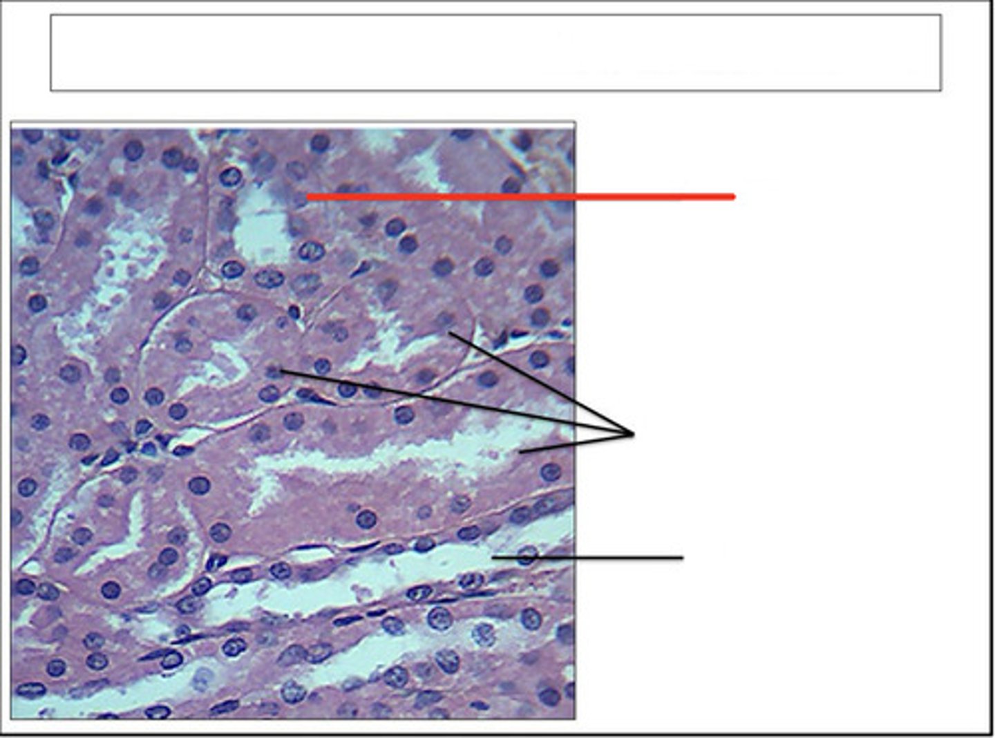 <p>identify this structure and organ</p>