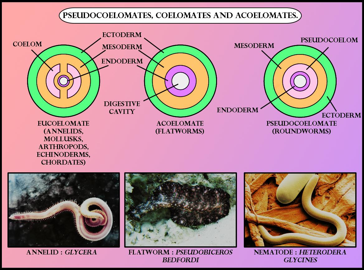 <p><strong>ANIMAL CHARACTERIZATION BASED ON COELOM PRESENCE:</strong></p><p>animals without coelom</p>