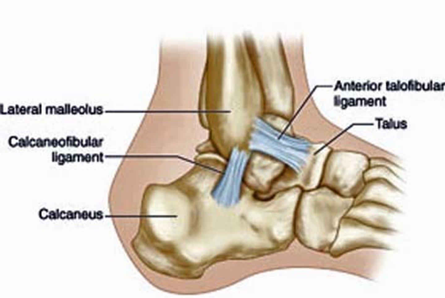 <p>a narrow, rounded cord running from the tip of the lateral malleolus of the fibula, downward and slightly backward to a tubercle on the lateral surface of the calcaneus</p>