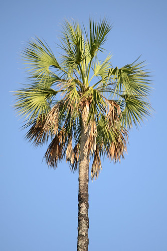 <p>(Sabal palmetto)</p>