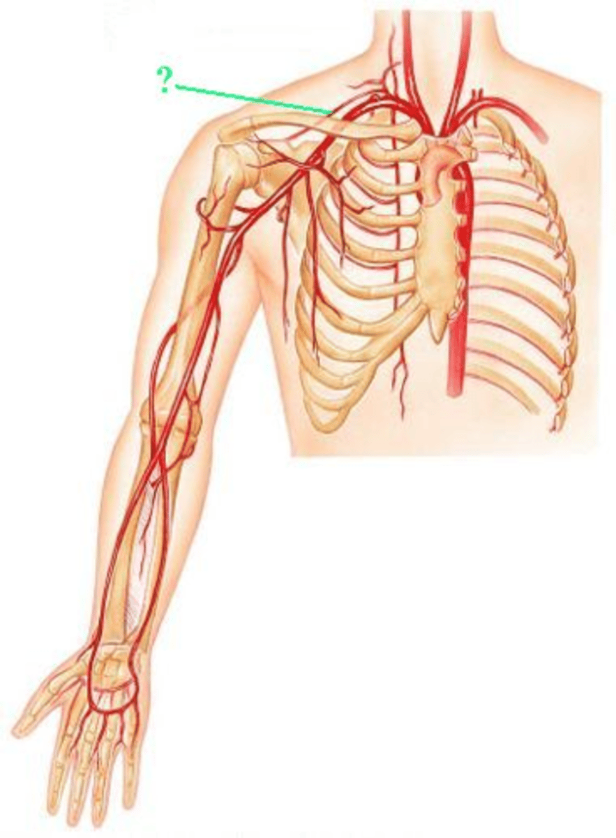 <p>Identify the indicated blood vessel.</p>