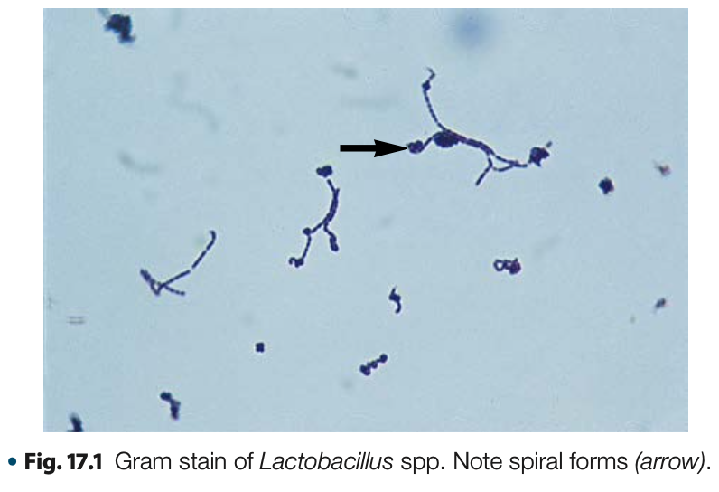 <p><em>Lactobacillus</em></p>