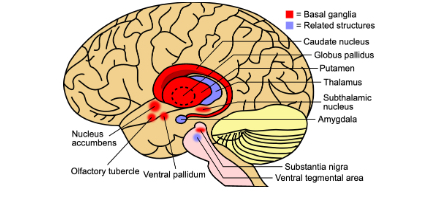 <p>Basal Ganglia</p>
