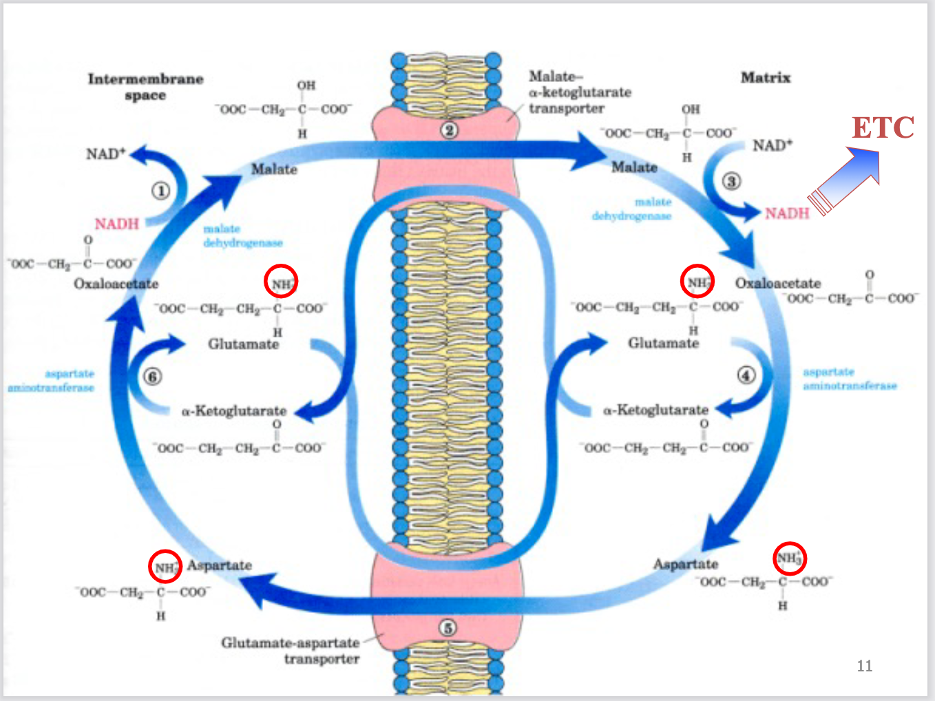 <ul><li><p><span style="font-family: sans-serif; color: #000000">cell maintains separate pools of NADH in mitochondria and cytosol</span></p></li><li><p><span style="font-family: sans-serif; color: #000000">NADH generated in the cytosol by glycolysis transfers electrons into the</span><span style="color: #000000"><br></span><span style="font-family: sans-serif; color: #000000">mitochondria via malate intermediate in a very complex transport</span><span style="color: #000000"><br></span><span style="font-family: sans-serif; color: #000000">mechanism</span></p></li></ul><p></p>