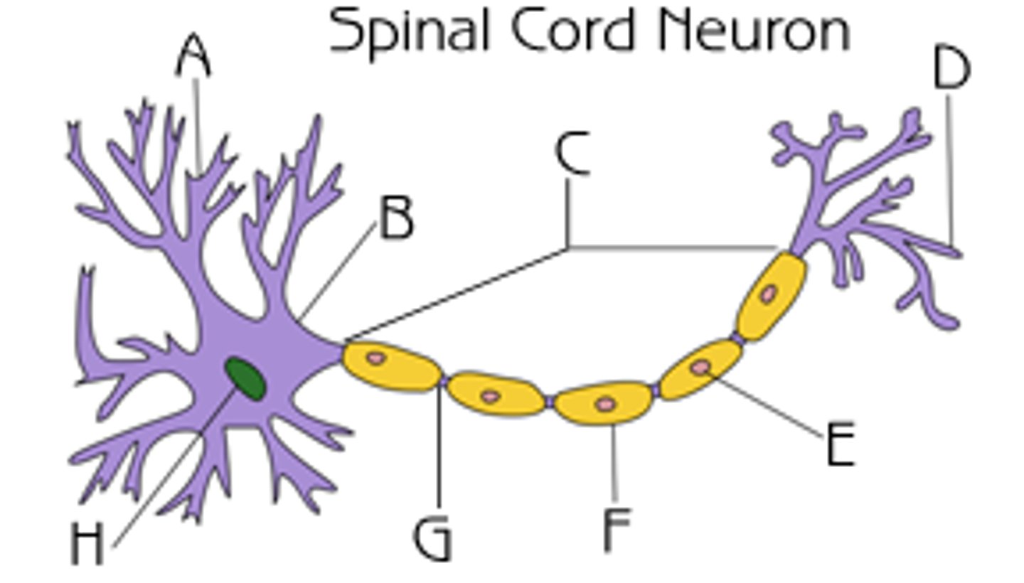 <p>a gap in the myelin sheath of a nerve; allows for ion flow across the membrane (represented by letter G)</p>