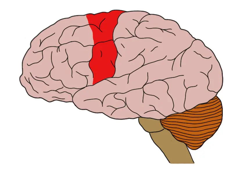 <p>This is the area at the rear of the frontal lobes that control voluntary movements. The right BLANK controls the movement of the left side. Like wise, the left hemisphere controls the right side of the body. The two halves communicate with one another through a large, C-shaped structure of white matter and nerve pathways called the corpus callosum.</p>