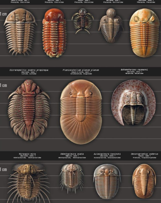 <p>Three lobed body plan, Cambrian to the devonian</p>