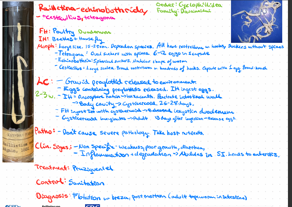 <p><strong>Raillietina - Echinobothriday - cesticullius, tetragona</strong></p><img src="https://knowt-user-attachments.s3.amazonaws.com/cbe71b96-edc4-4469-9202-942425840daf.png" data-width="100%" data-align="center"><p></p>