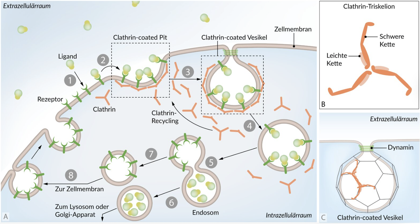 <p>A. Form vesicles for the recycling of certain endocytosed receptors back to the cell membrane</p>