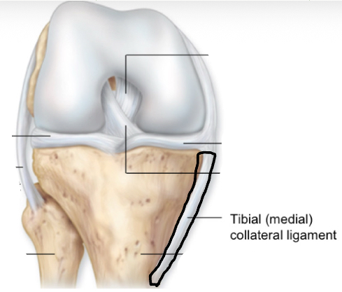 <p>tibial collateral ligament</p>