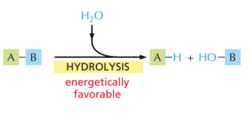 <ul><li><p>Add water</p></li><li><p>Energetically favourable reaction</p></li></ul><p></p>