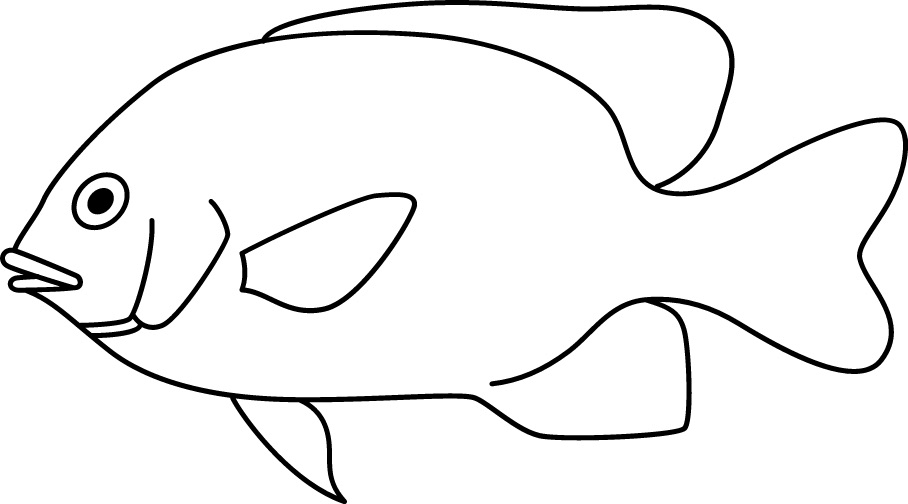 <p>Small, high body</p><p>Size: 10 cm</p>